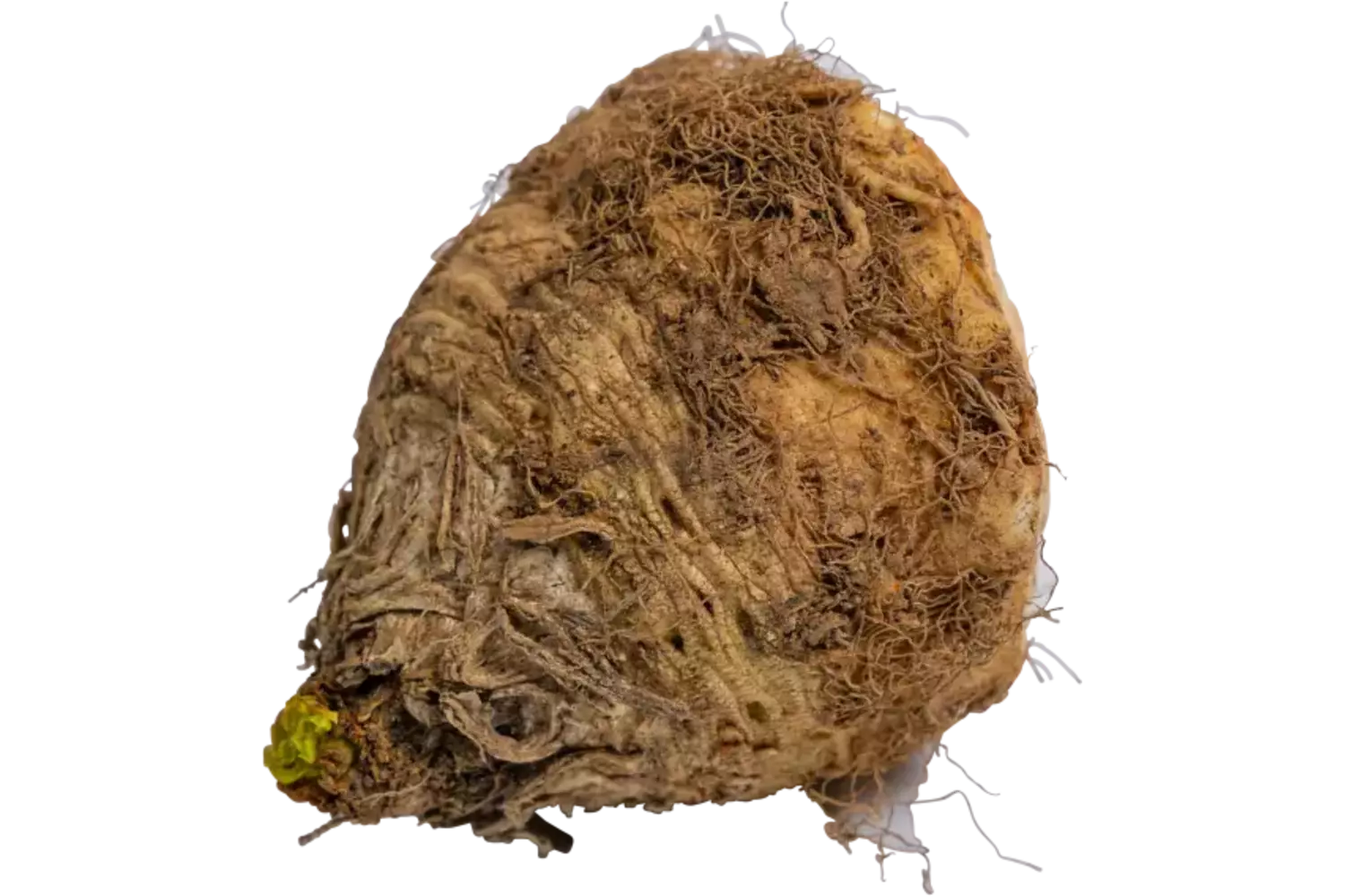 Micro knolselderij met lof stuk 1